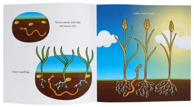 LOST SHEEP:SOWER AND THE SEED THE